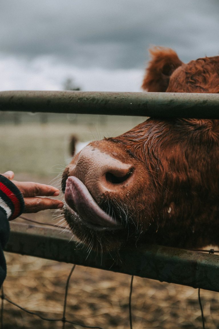 Halal, Koscher und das Tierwohl